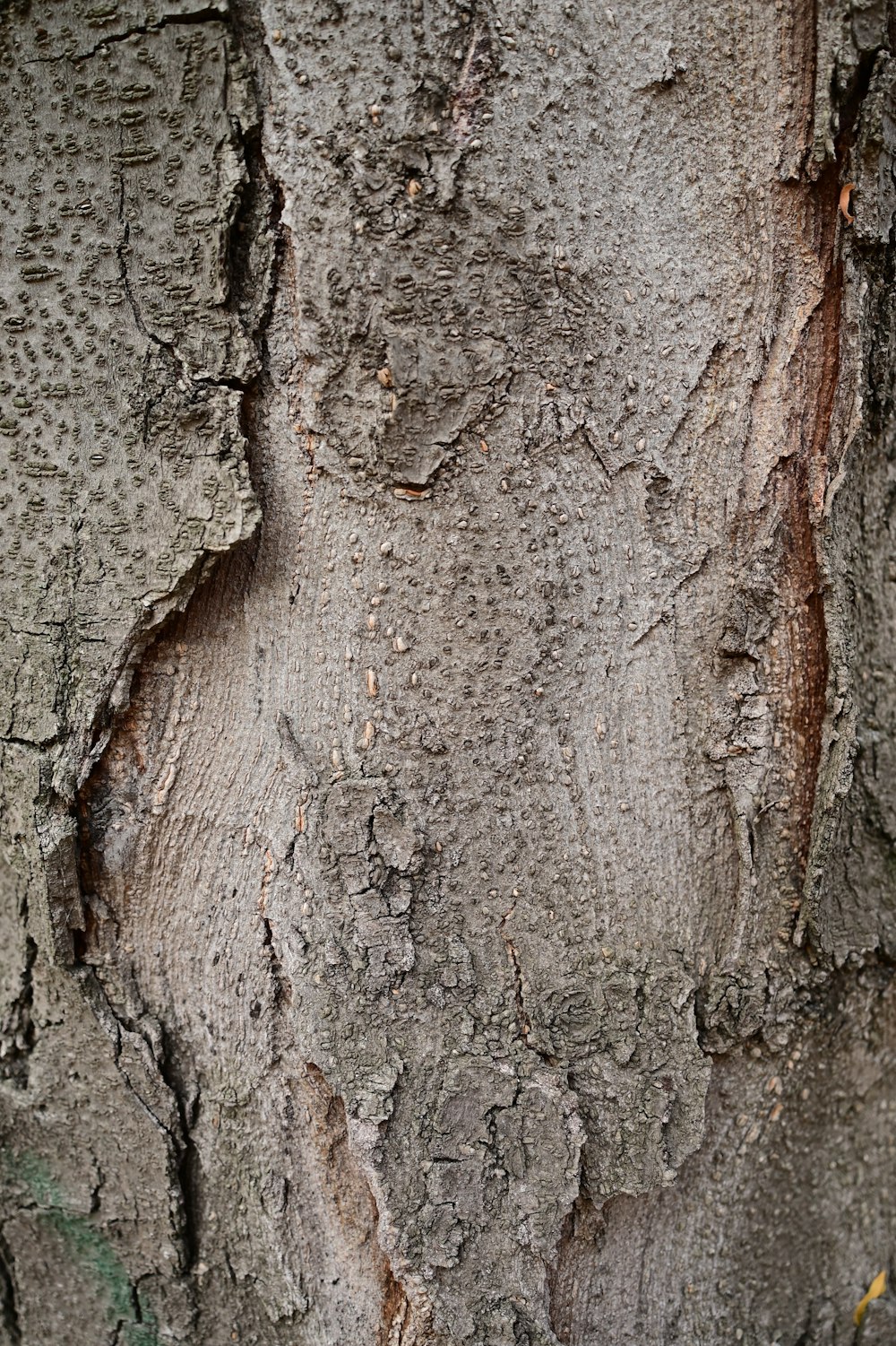 a close up of a tree with peeling bark