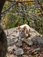 a cat sitting on a rock in the woods
