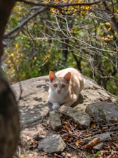 a cat sitting on a rock in the woods
