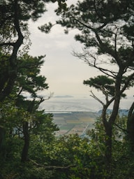 a view of the ocean through the trees