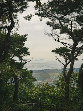 a view of the ocean through the trees