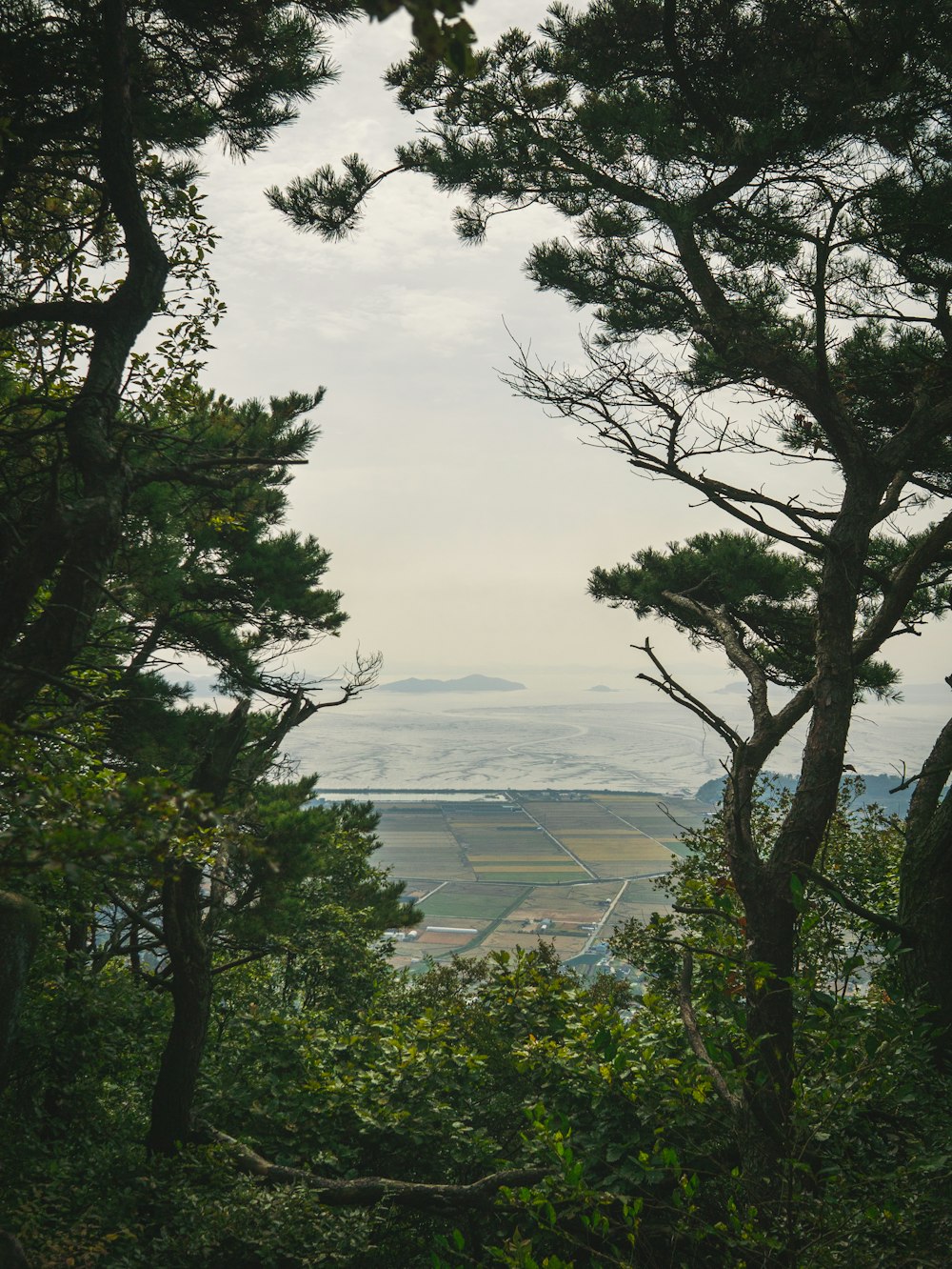 a view of the ocean through the trees