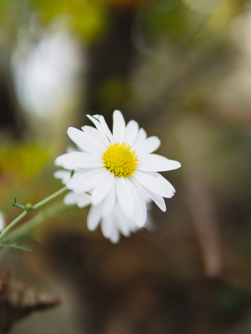 一輪の白い花の接写