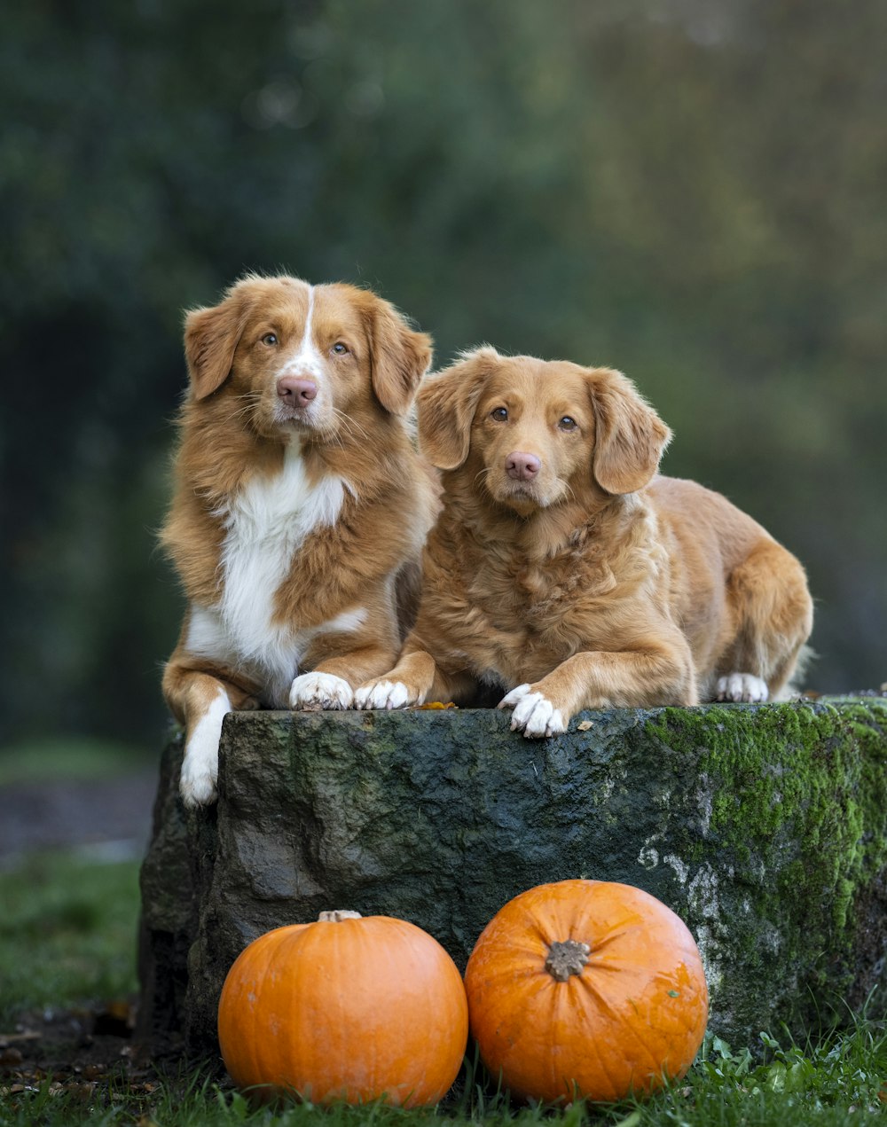 two brown and white dogs sitting on top of a rock