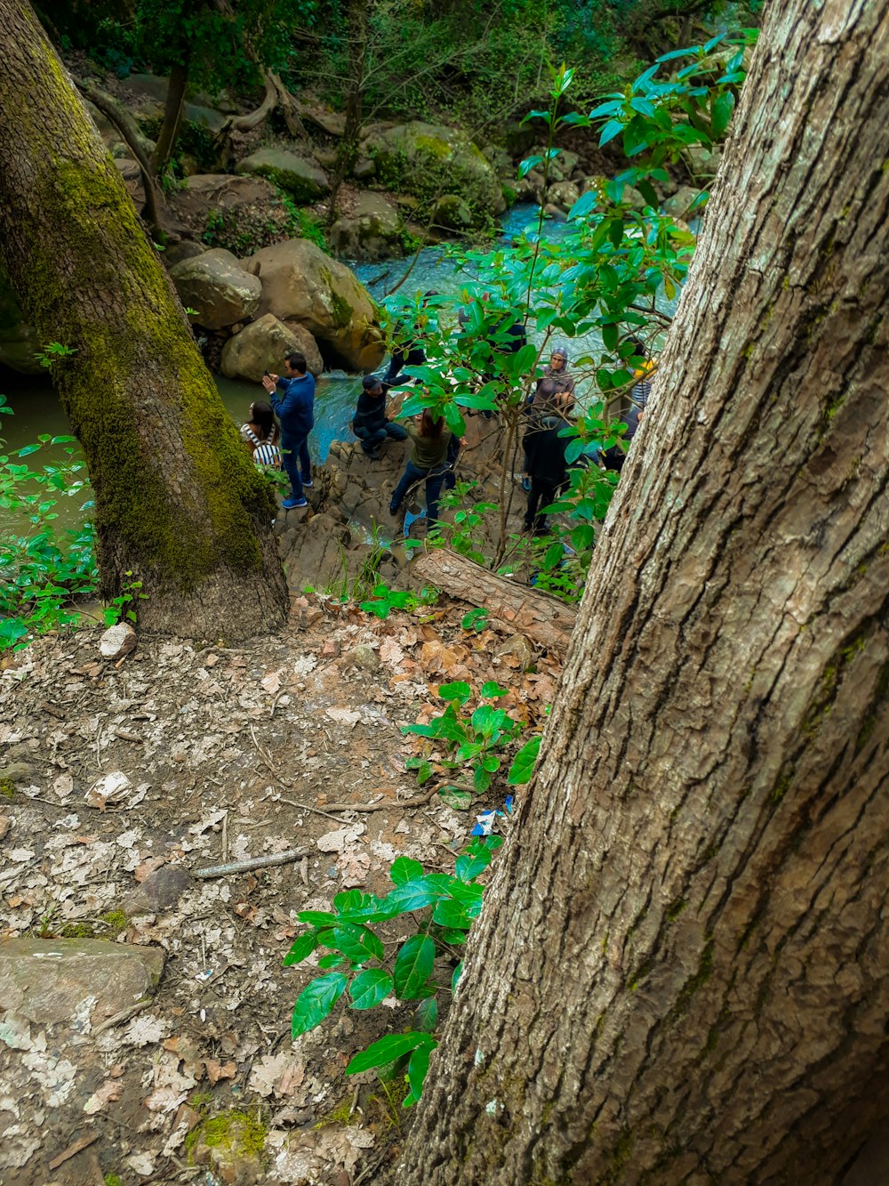 a group of people standing next to a tree in a forest