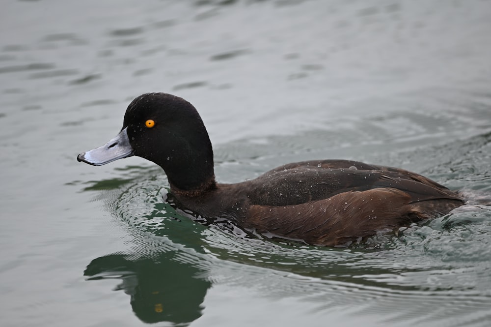 a black and brown duck floating on top of a body of water