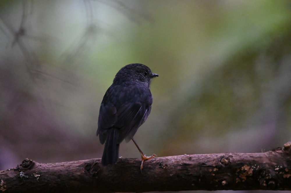 a small black bird sitting on a tree branch