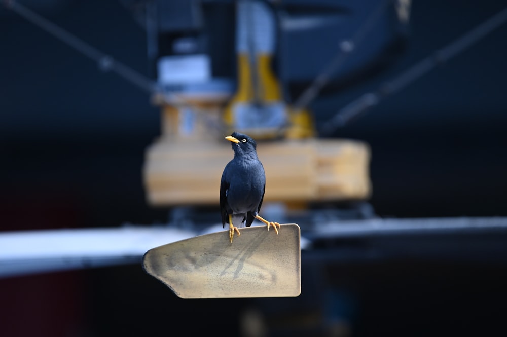 a black bird sitting on top of a piece of metal