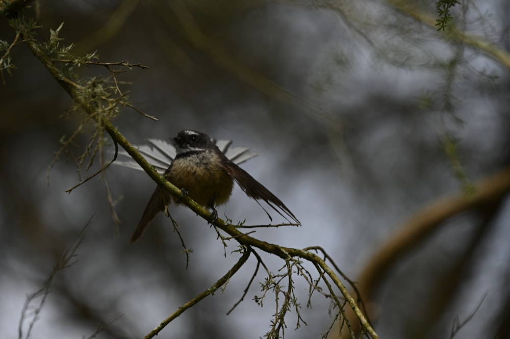 un uccellino appollaiato sul ramo di un albero
