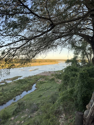 A serene riverside scene with lush greenery covering the surrounding landscape. Branches of a large tree partially frame the view of the river flowing gently across the horizon, bordered by grassy banks. Sunlight casts a warm glow, creating a peaceful atmosphere.