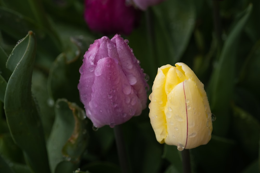 a close up of a flower with water droplets on it