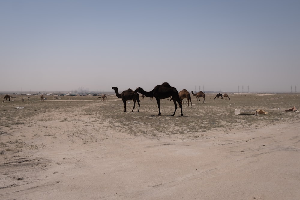 a group of camels standing in the desert