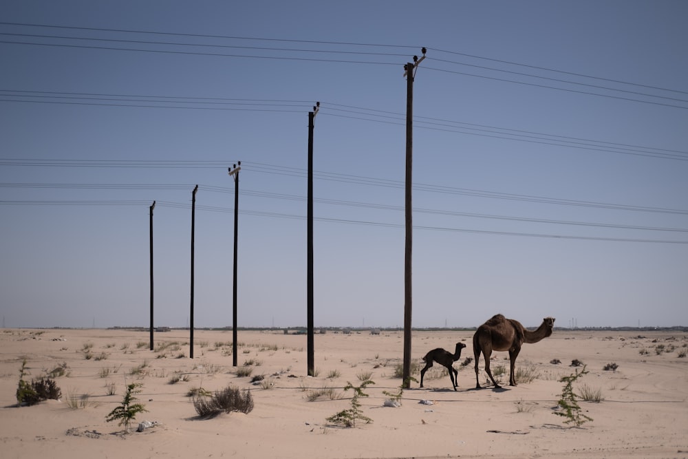 a camel and its baby in the middle of a desert