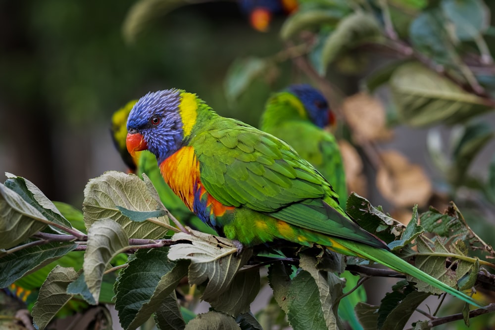 a couple of colorful birds sitting on top of a tree