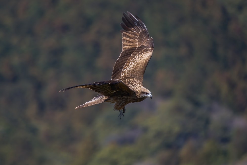 a bird of prey is flying in the air