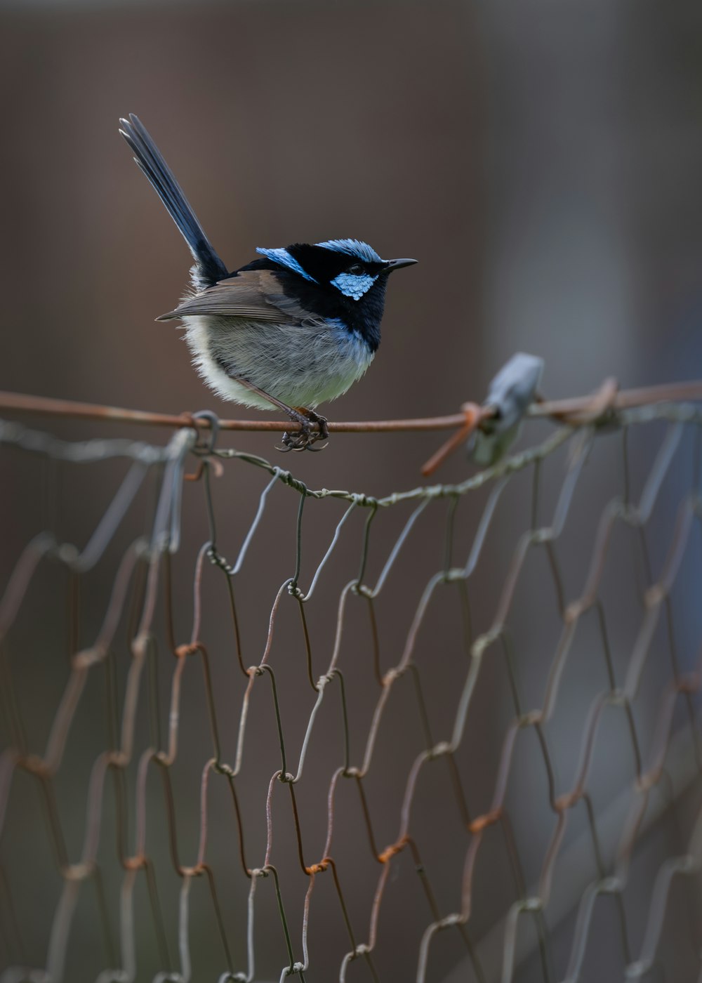 a small bird perched on a wire fence