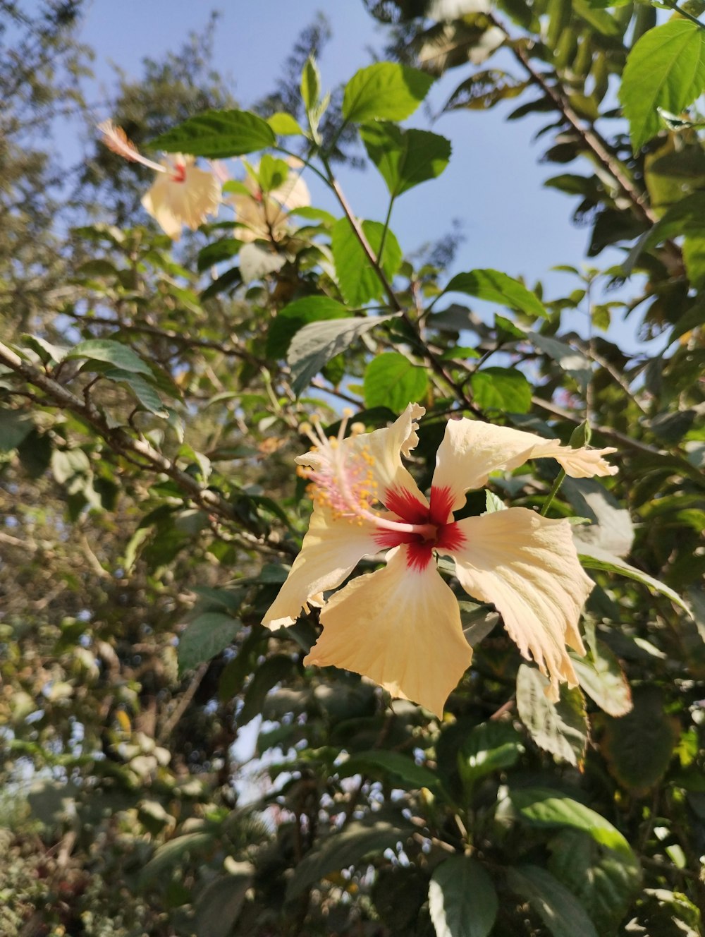 a yellow flower with a red center on a tree