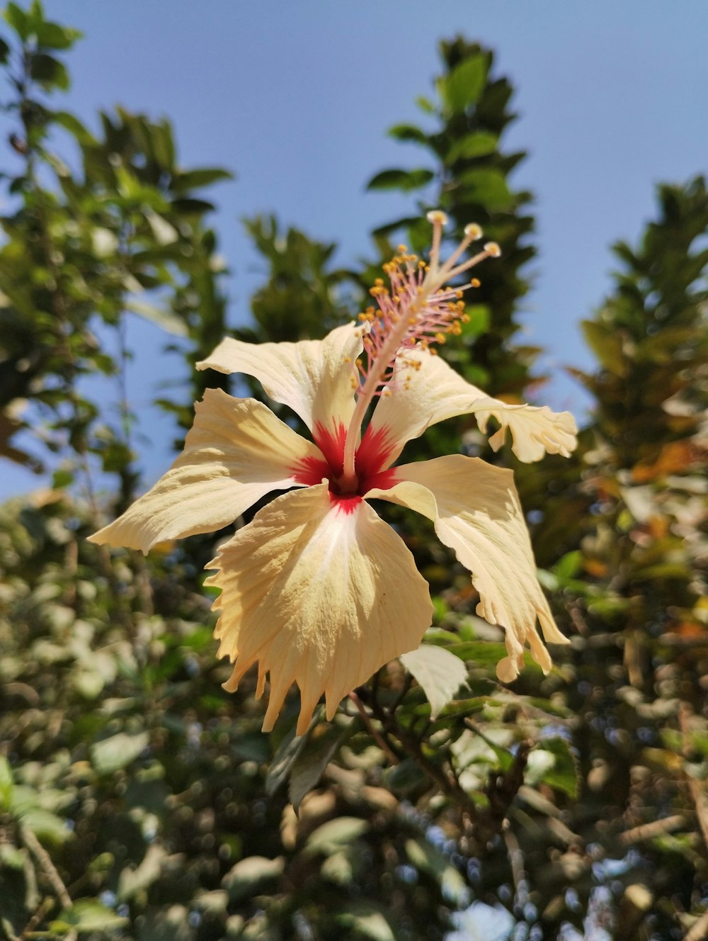 a yellow flower with a red stamen on it