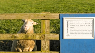 A sheep stands behind a wooden fence in a grassy field. To the right, there is a blue information board with text about Shetland Sheep, explaining their introduction to the Shetland Islands by Vikings and details about male, female, and young sheep.