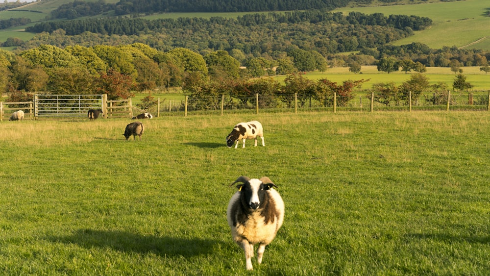 a herd of sheep grazing on a lush green field