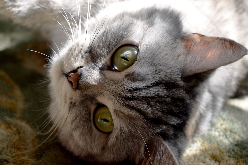 a gray cat laying on top of a bed