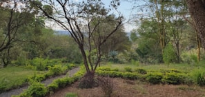 A serene garden landscape with a variety of trees and shrubs. A winding path made of stones divides lush green grass and neatly trimmed bushes. Tall trees with slender trunks and leafy branches frame the scenery, creating a tranquil and natural atmosphere.