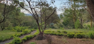 A serene garden landscape with a variety of trees and shrubs. A winding path made of stones divides lush green grass and neatly trimmed bushes. Tall trees with slender trunks and leafy branches frame the scenery, creating a tranquil and natural atmosphere.