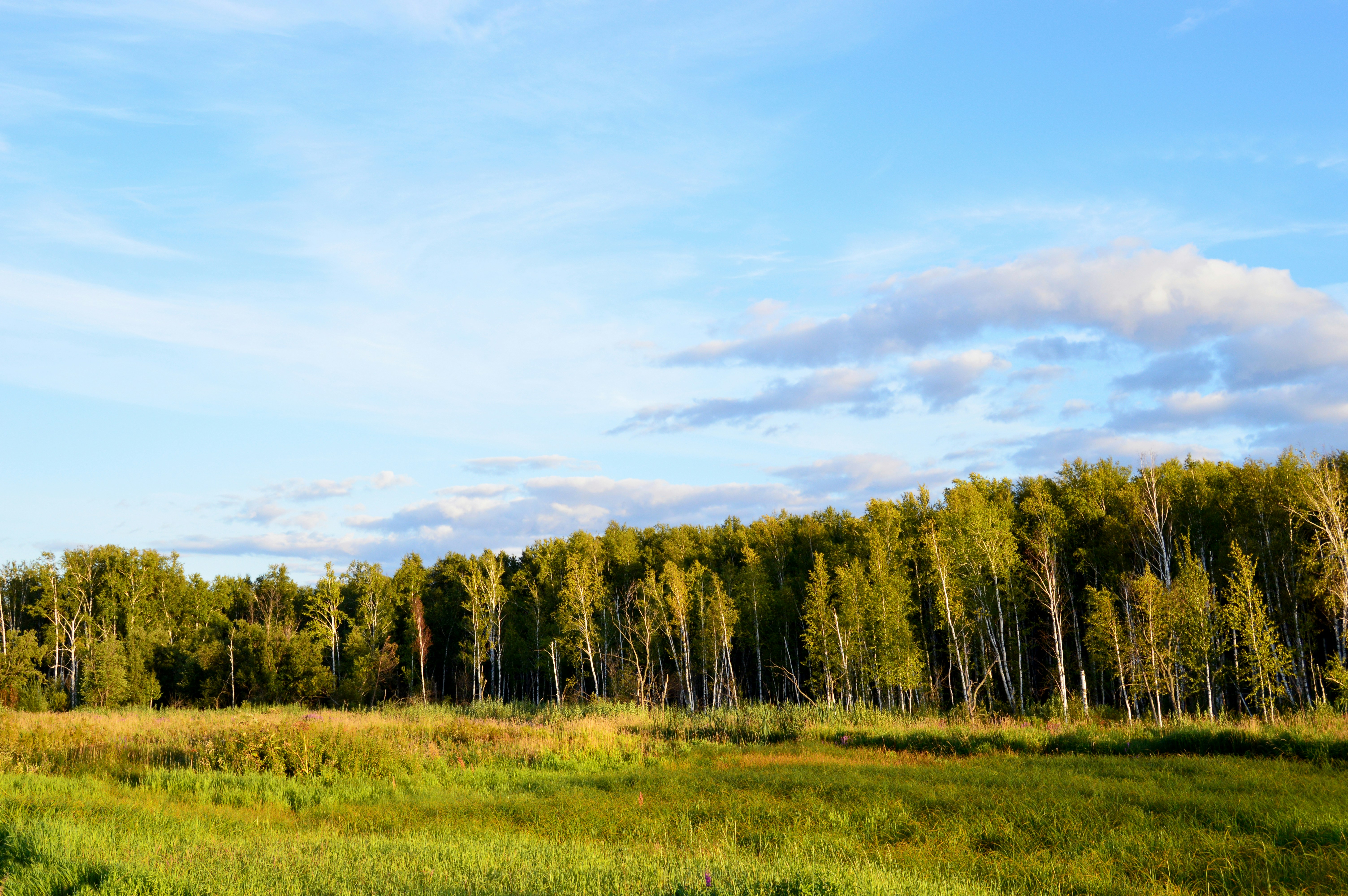 Photo by frosted_vulpes_ferrilata