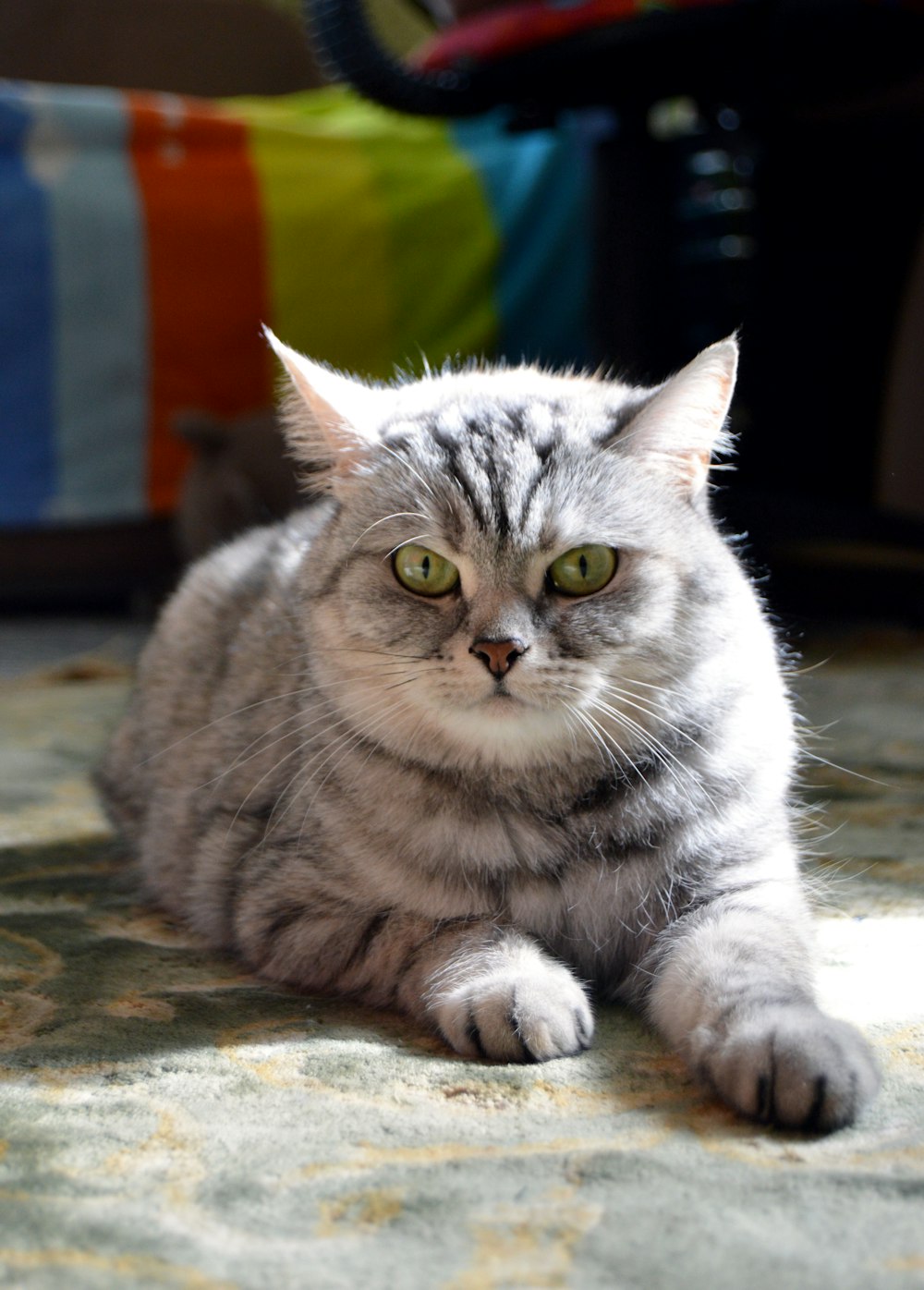 a cat laying on a bed with a colorful blanket