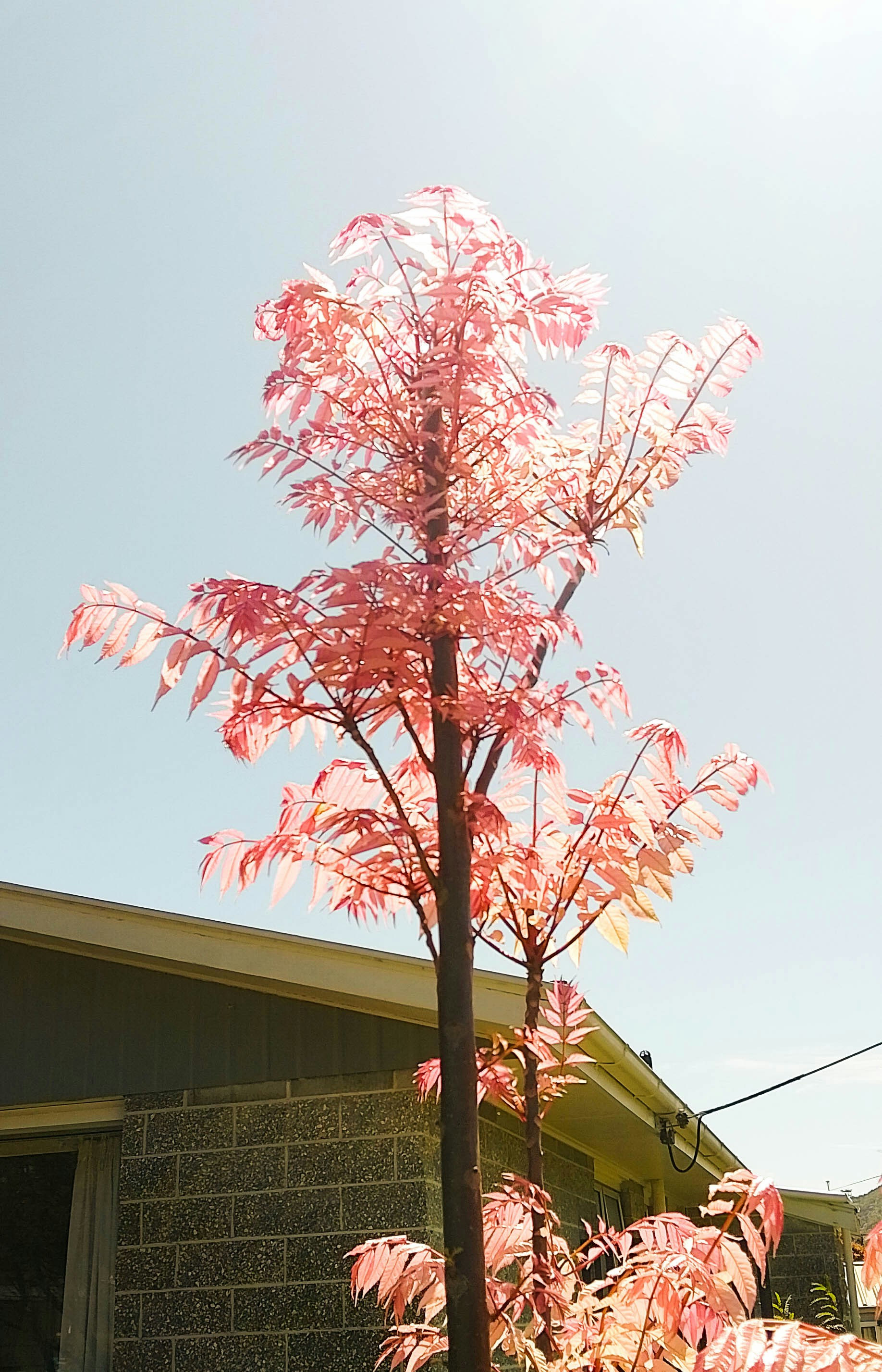 A tree with vibrant pink-red leaves stands against a clear blue sky, in front of a one-story house with a brick façade. The sunlight filters through the leaves, highlighting their color.