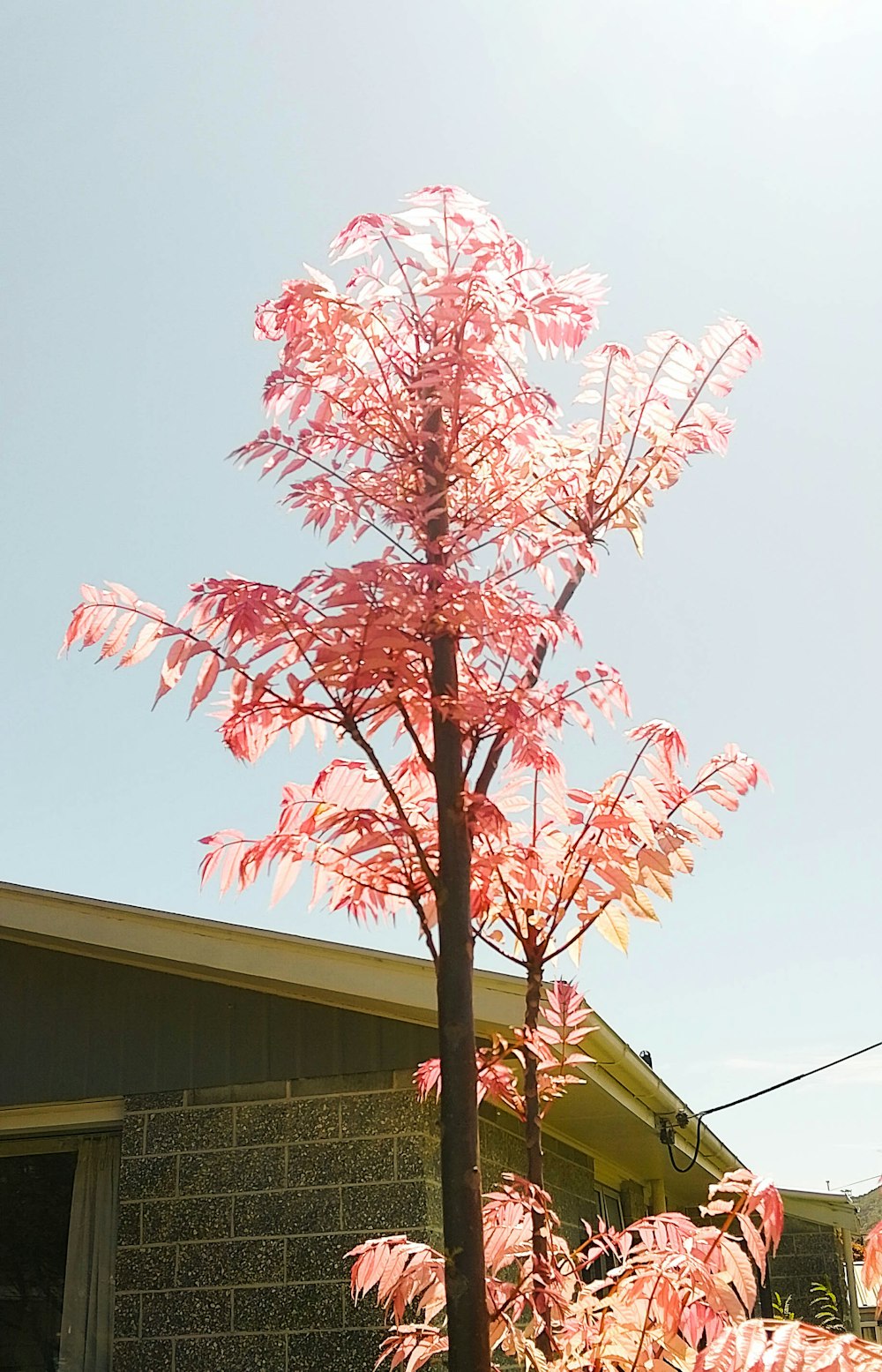 a pink tree in front of a house