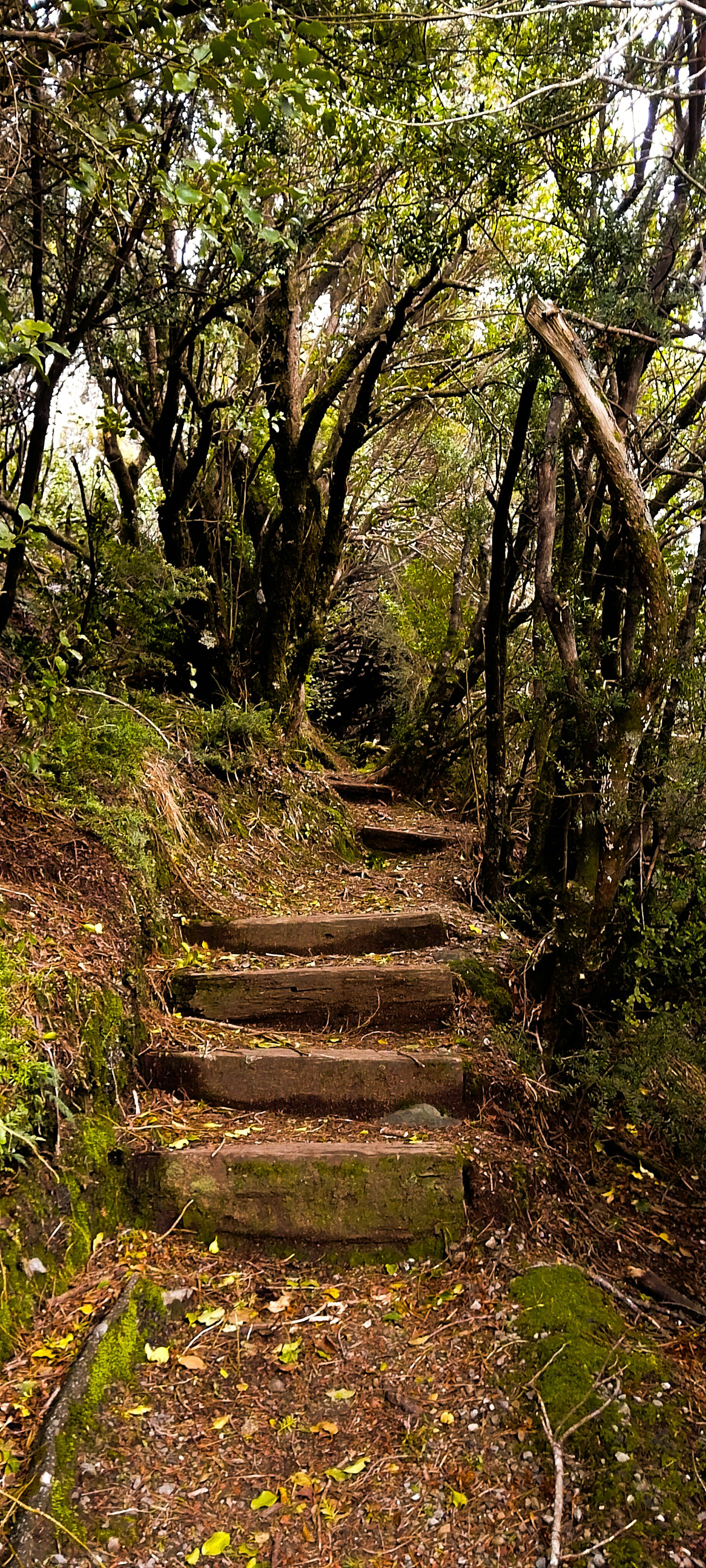 A dirt path winding through lush green trees. Some of the ground is covered in moss, and there are thick wooden beams creating a set of stairs.