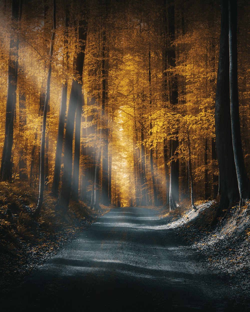 uma estrada no meio de uma floresta com uma luz brilhante que vem através das árvores