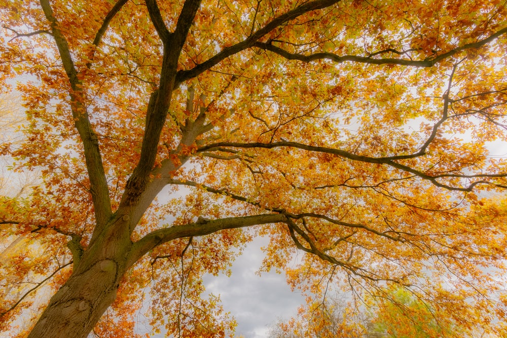 a large tree with lots of yellow and orange leaves