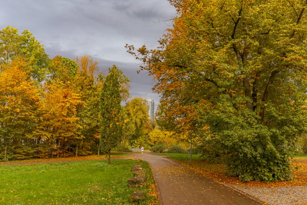 uma estrada cercada por árvores com folhas amarelas e verdes