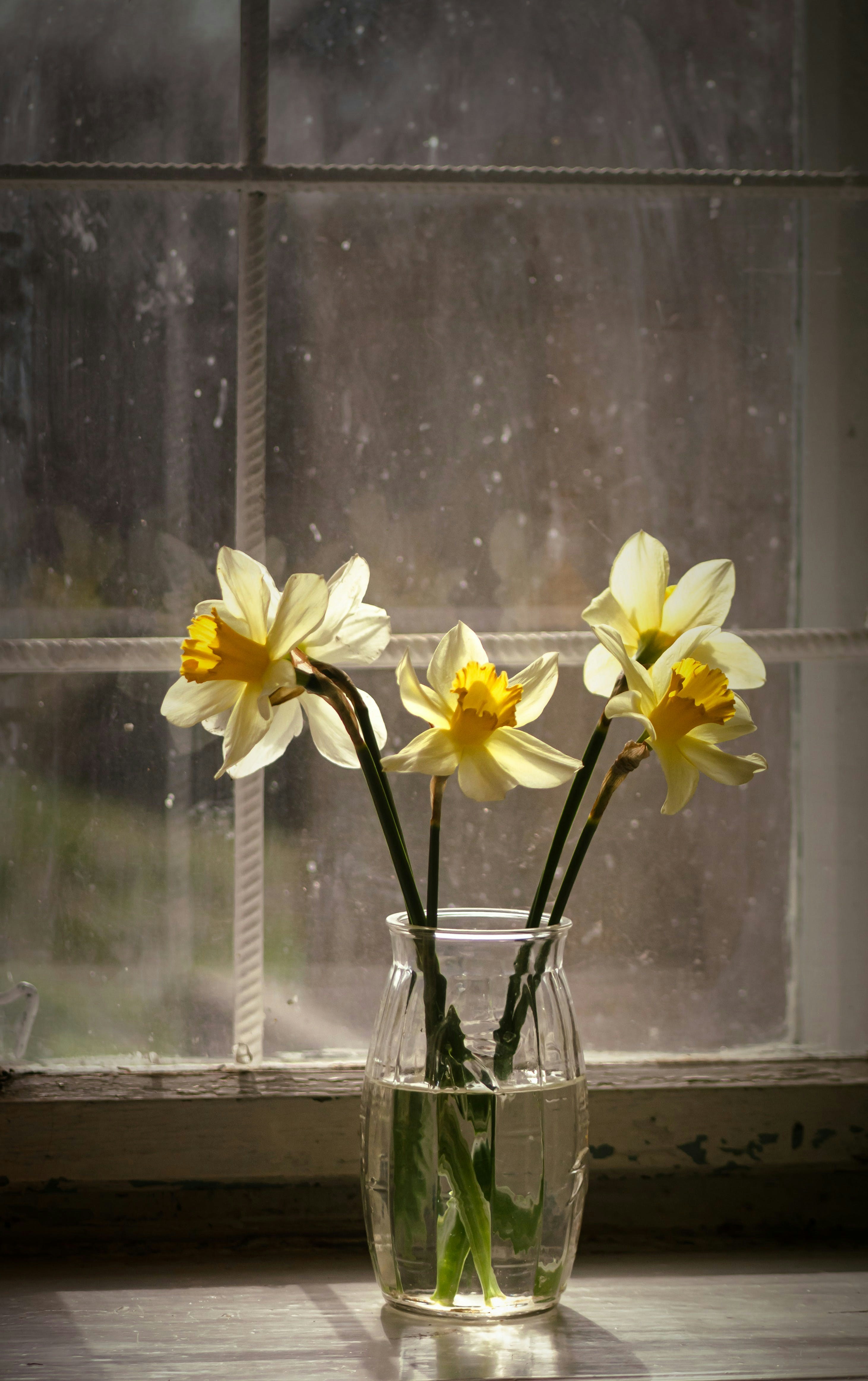 un jarrón de cristal lleno de narcisos amarillos