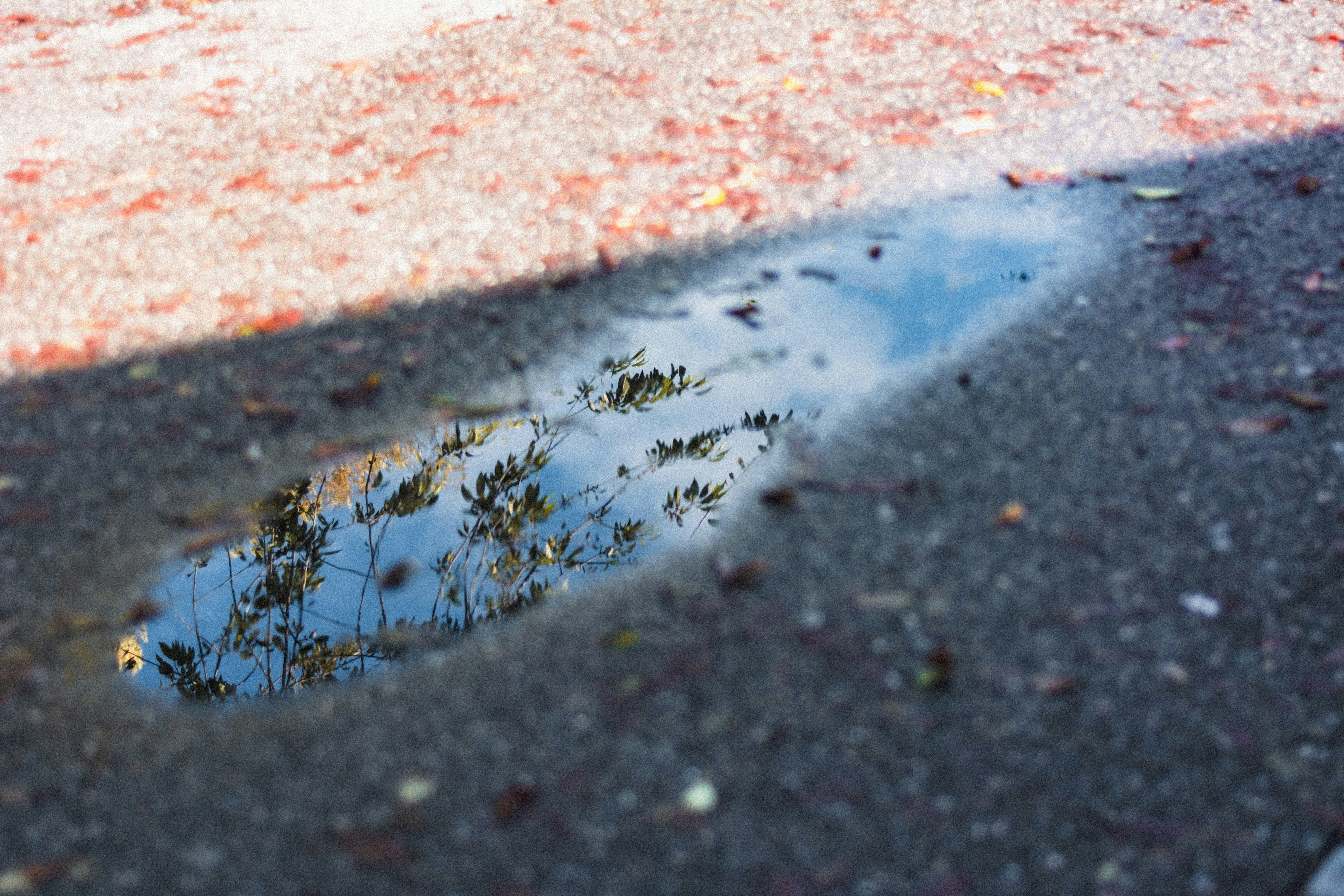 a reflection of a tree in a puddle of water