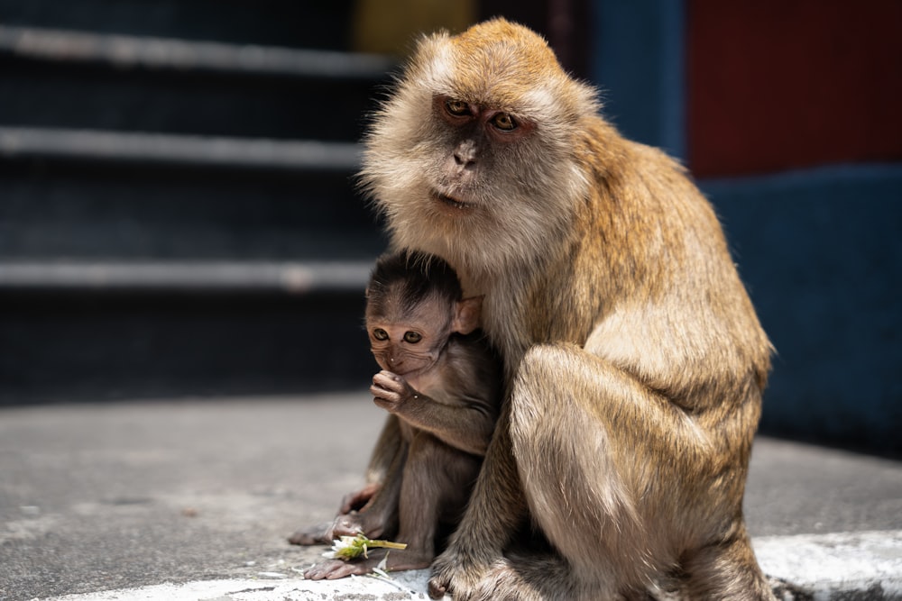 a mother monkey and her baby sitting on the ground