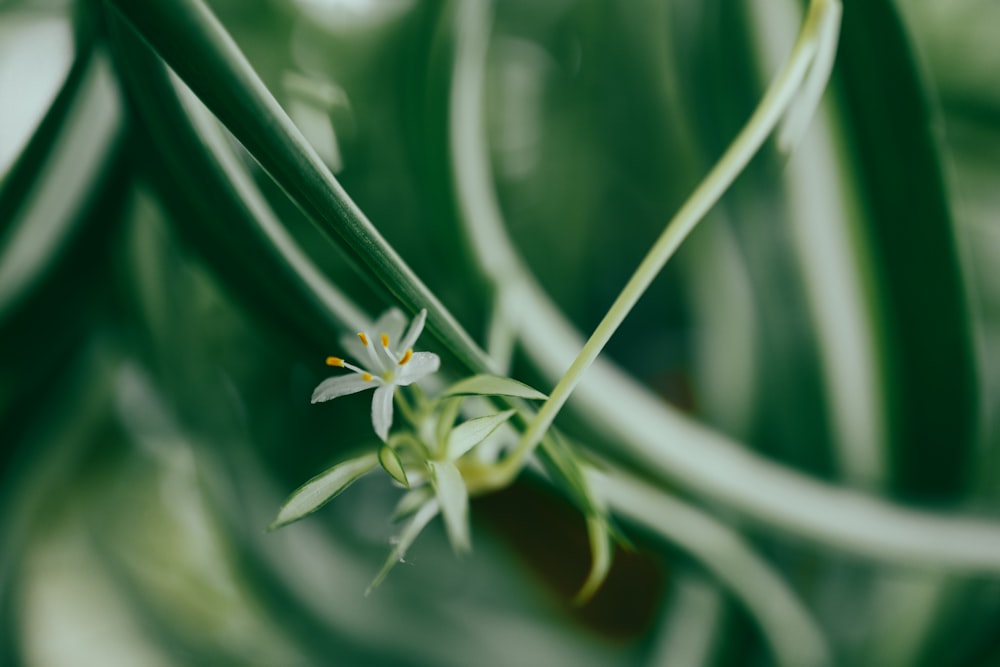 a close up of a green plant with a white flower