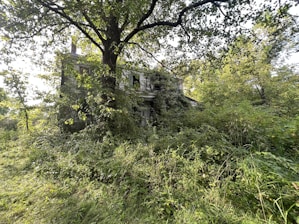 A serene view of a quiet, empty house surrounded by overgrown grass.