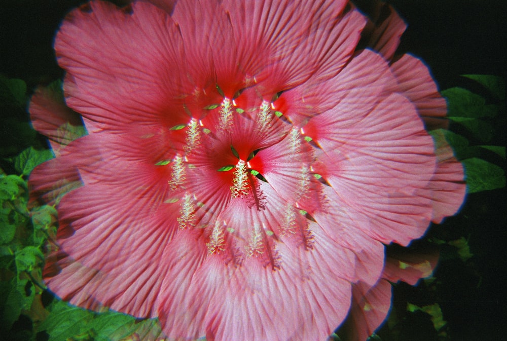 a close up of a pink flower with green leaves