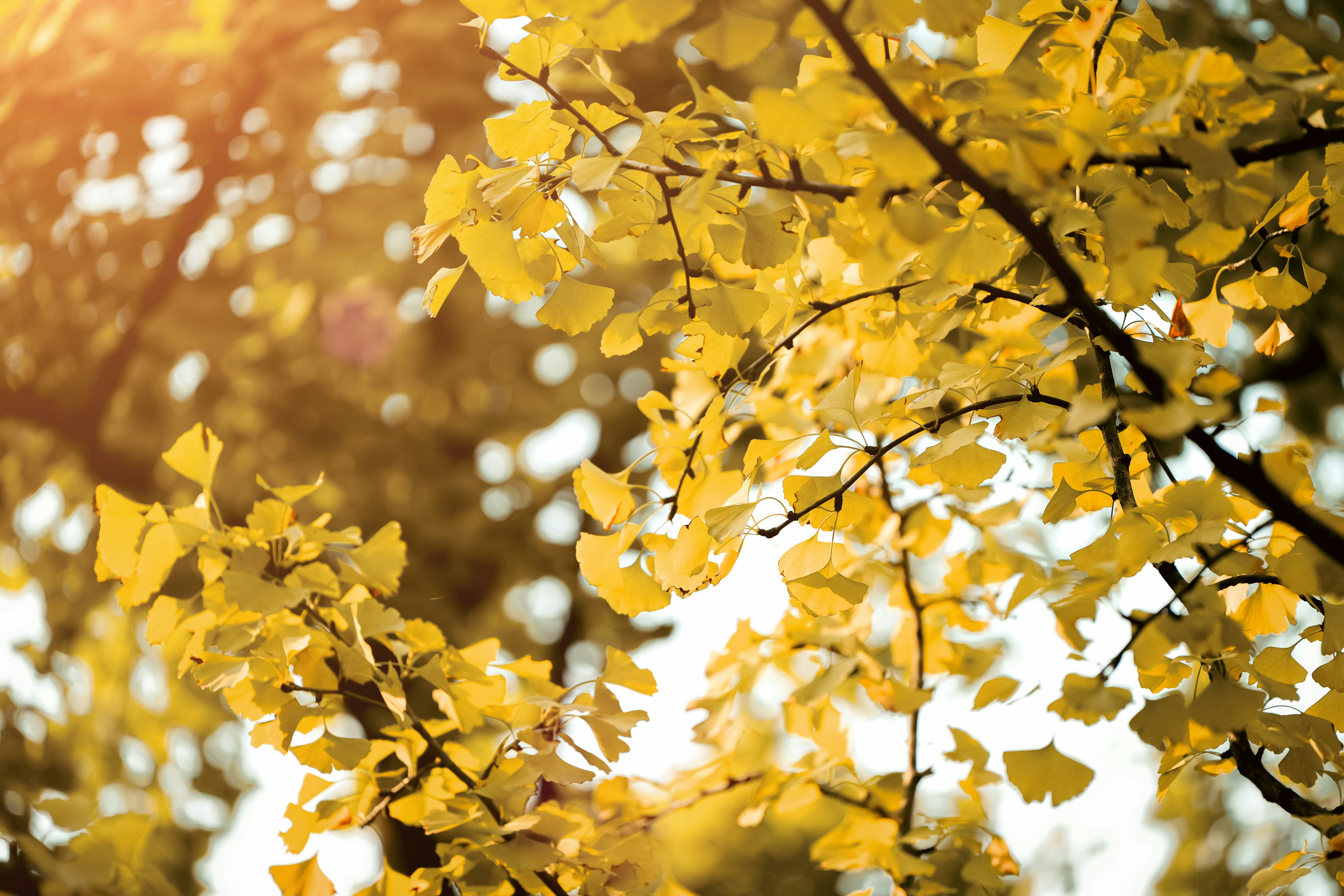 Photo by orange_uncle