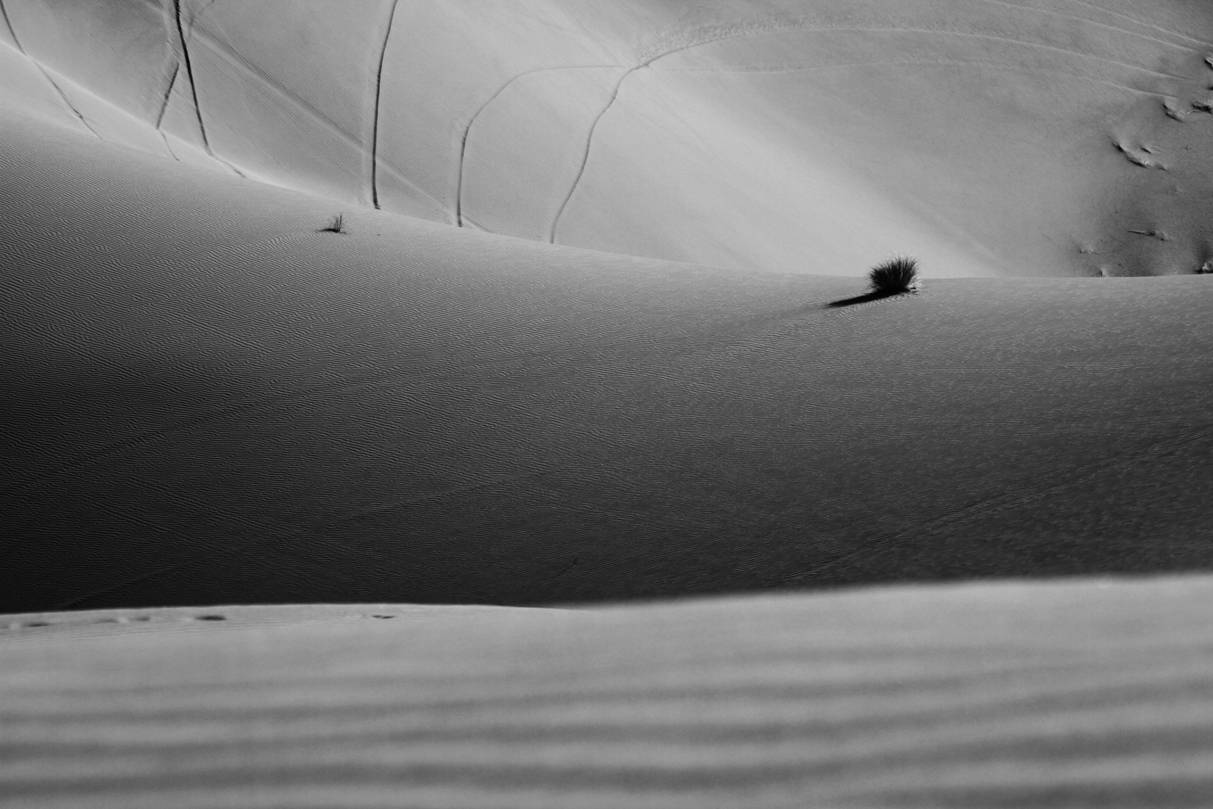 Un arbre solitaire au milieu d’un désert photo Photo Gris Gratuite