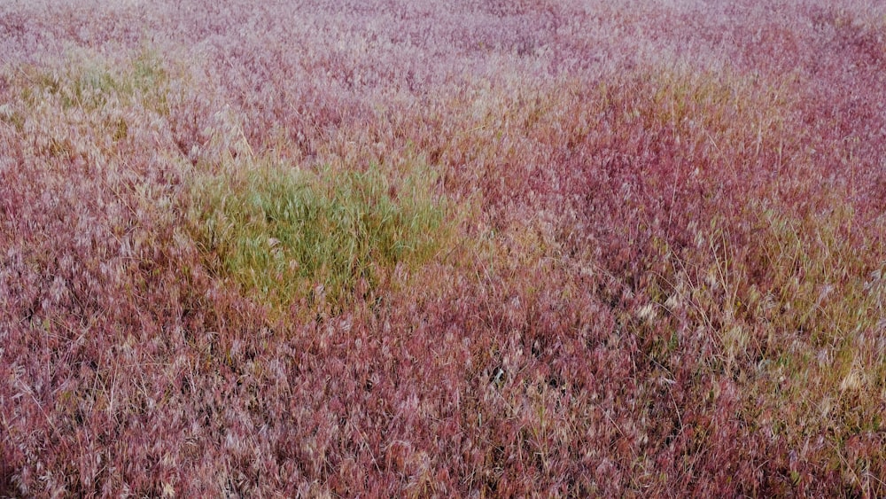 a large field of grass with a sky in the background