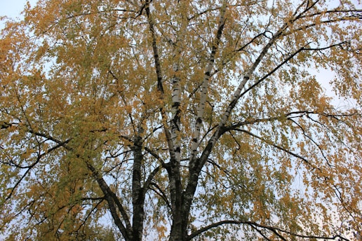 a tree with yellow leaves and a blue sky in the background