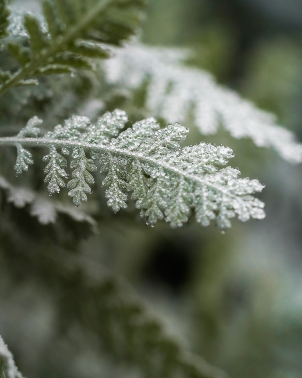 a close up of a tree with snow on it