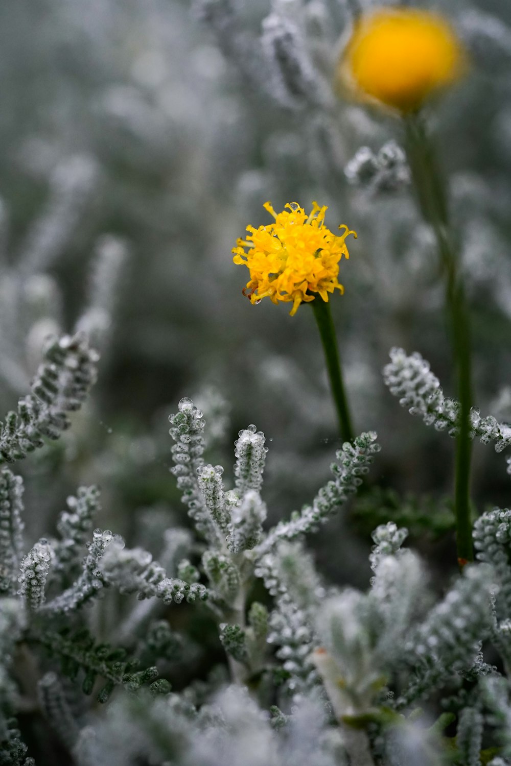 a close up of a yellow flower in a field