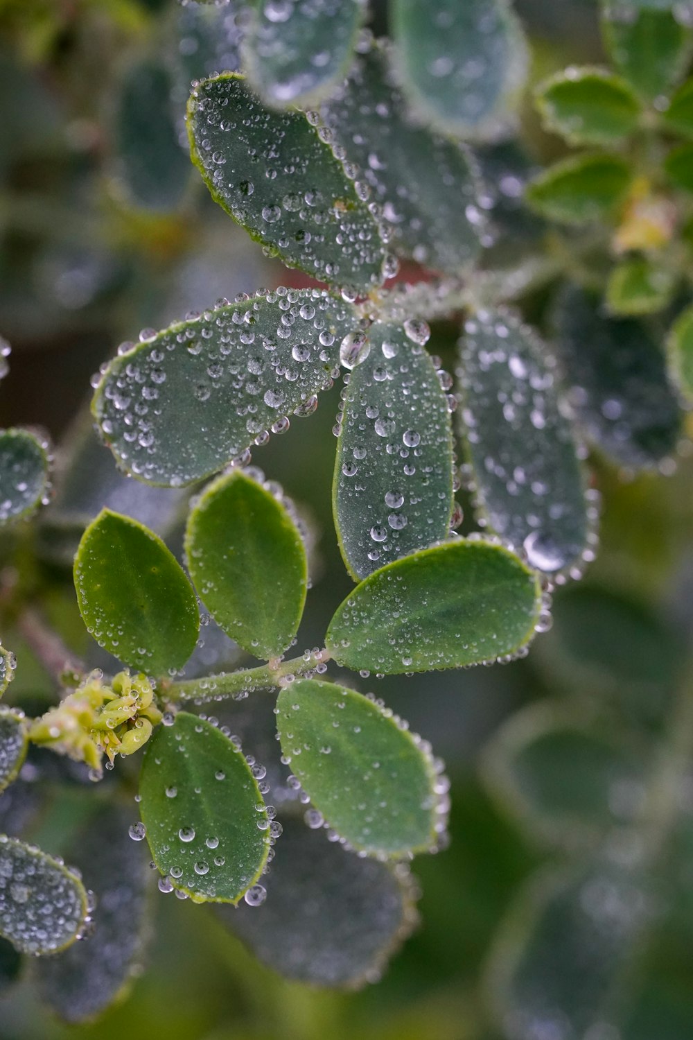 a close up of a plant with water droplets on it