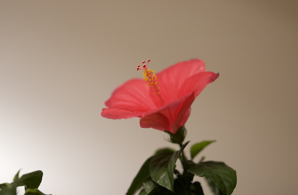 a pink flower with green leaves in a vase