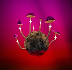 a group of mushrooms growing out of a rock